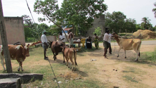 Animal Camp