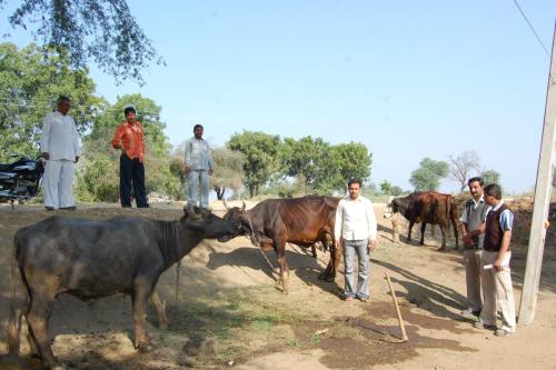 Animal Camp