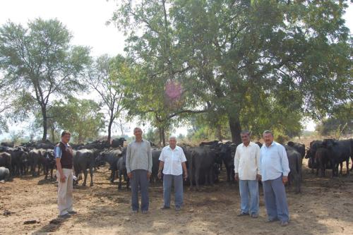 Animal Camp