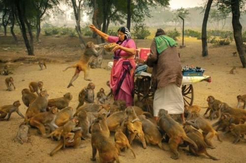 Animal Camp