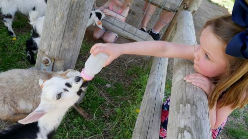 ANIMAL CAMP
