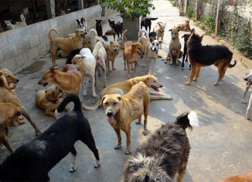 Animal Camp