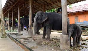 ANIMAL CAMP