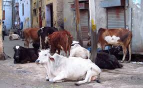 Animal Camp