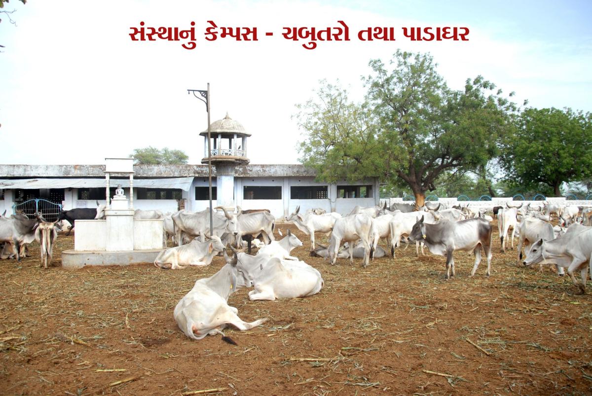 Visit Koba Ashram