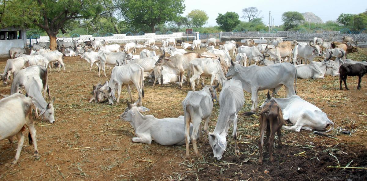 Visit Koba Ashram