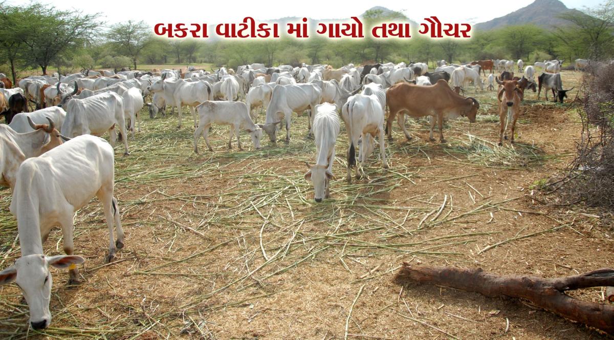 Visit Koba Ashram