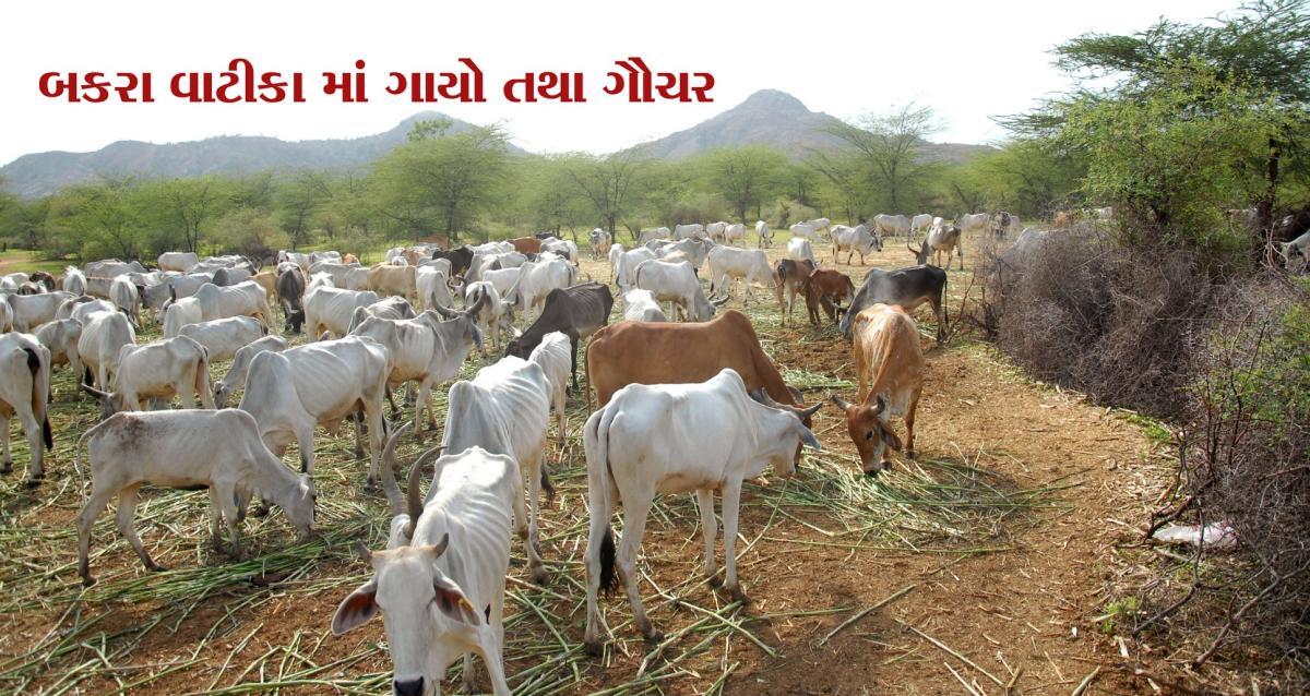 Visit Koba Ashram