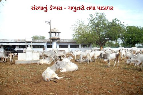 Visit Koba Ashram