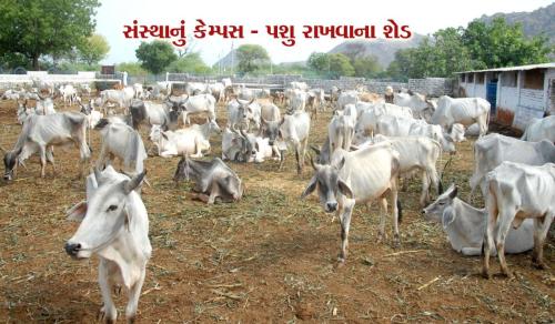 Visit Koba Ashram