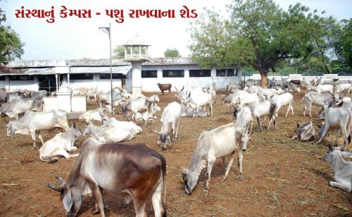 Visit Koba Ashram