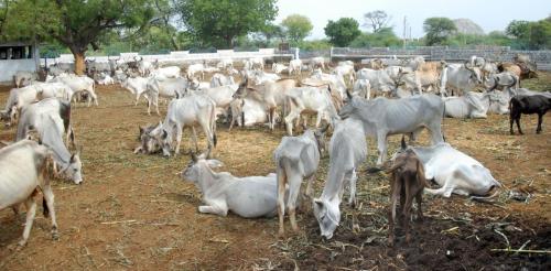 Visit Koba Ashram