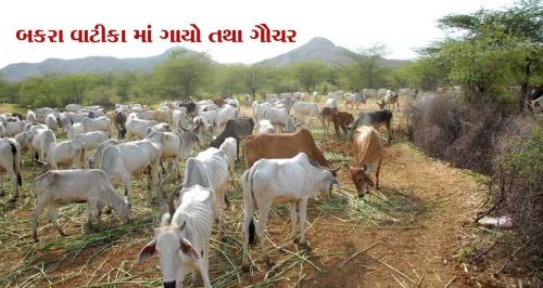 Visit Koba Ashram