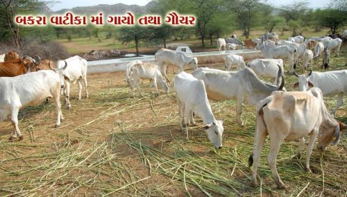 Visit Koba Ashram